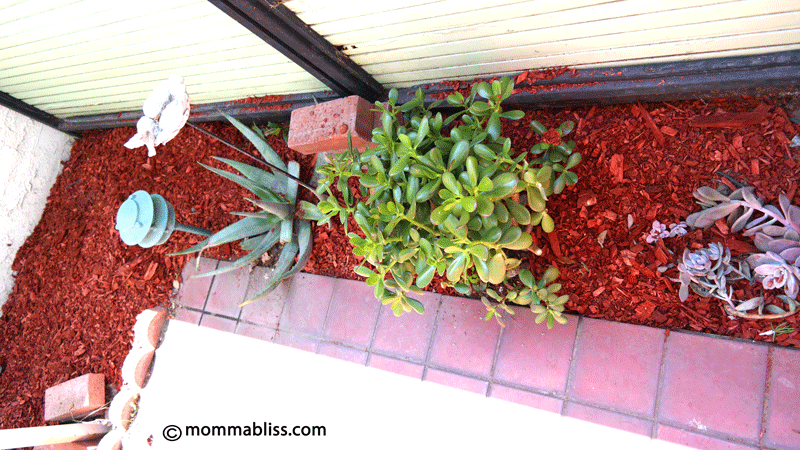 Patio plants with mulch