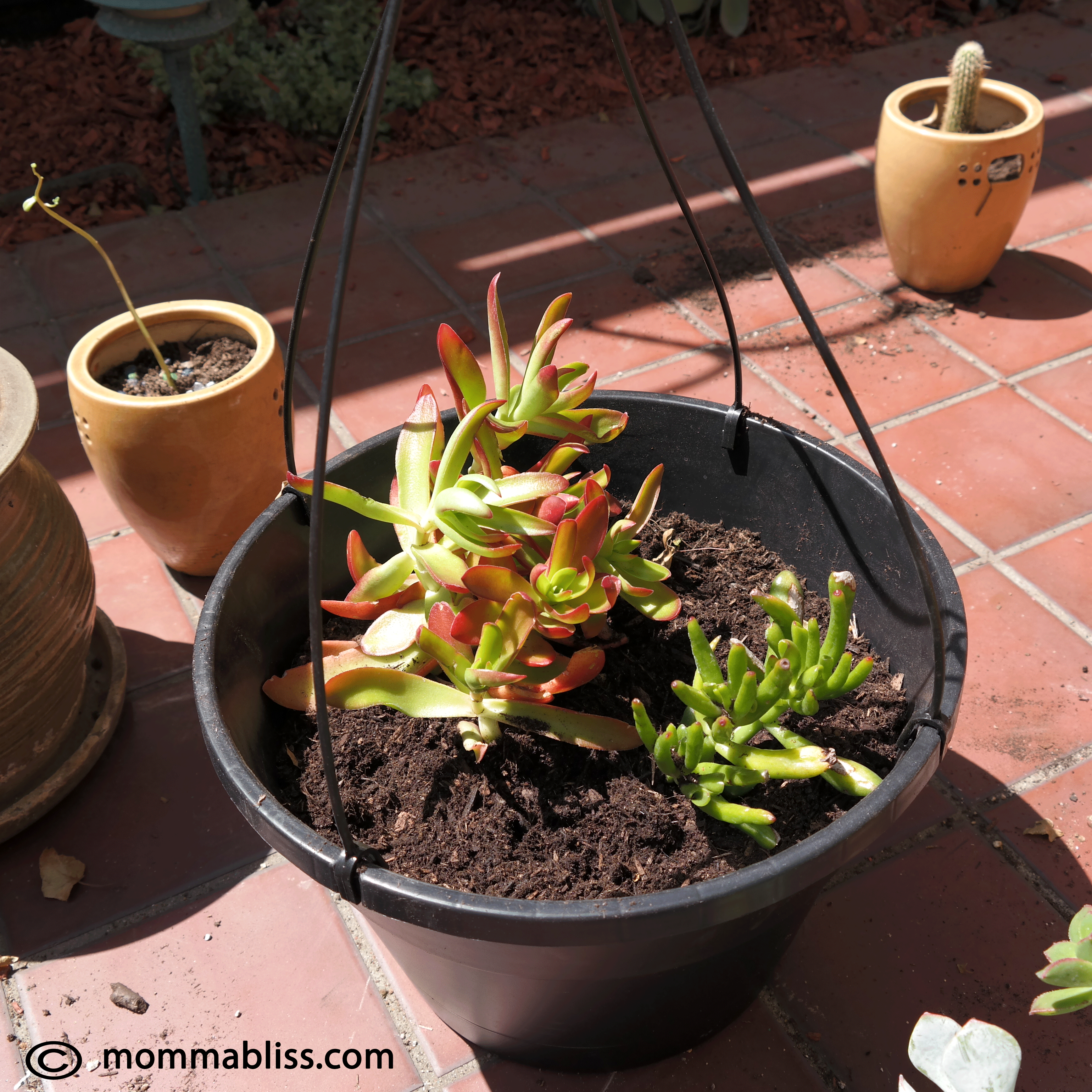 Haning plant with succulents