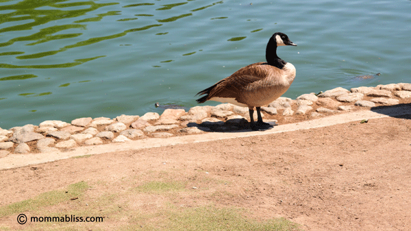 Goose near lake