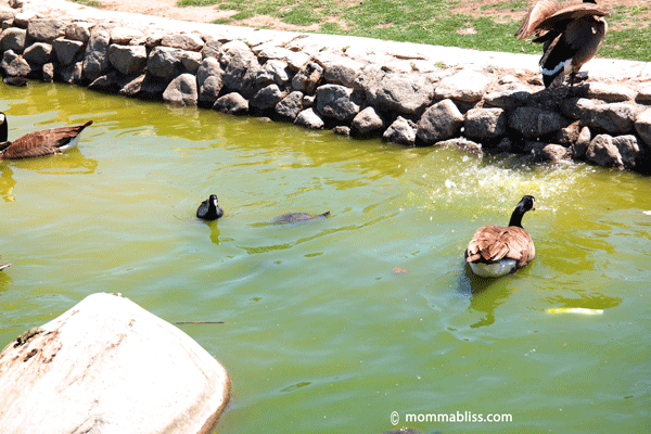 Geese and ducks swimming