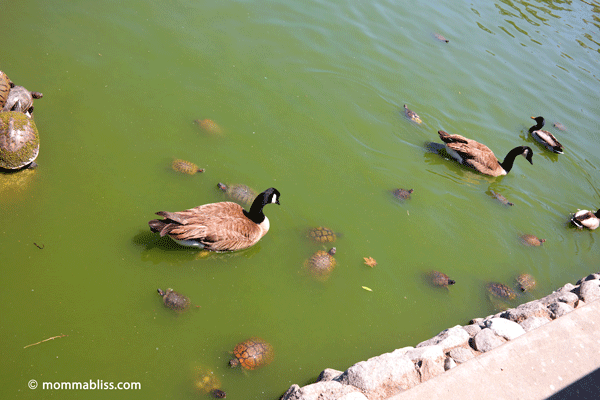 Geese with turtles swimming in the water