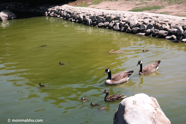 Geese, ducks and ducklings swimming in lake