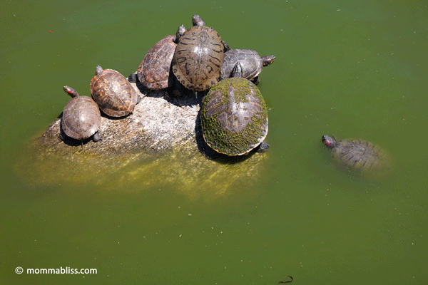 Turtles on rock