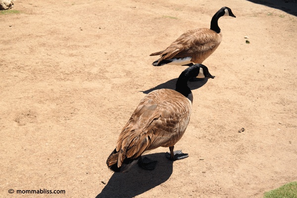 Two Geese walking