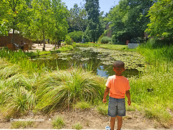 Pond in Sculpture Garden