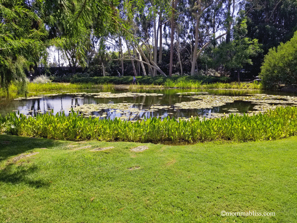 Pond in Sculpture Garden