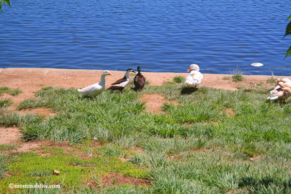 Geese near Lake