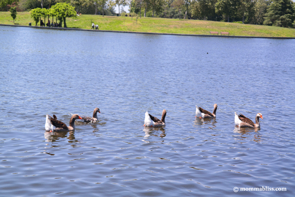 Geese in Lake