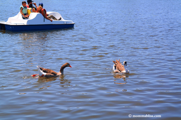 Geese Swiming near Boat