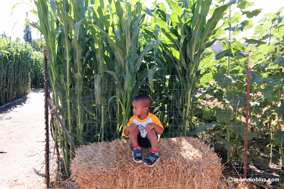 corn maze