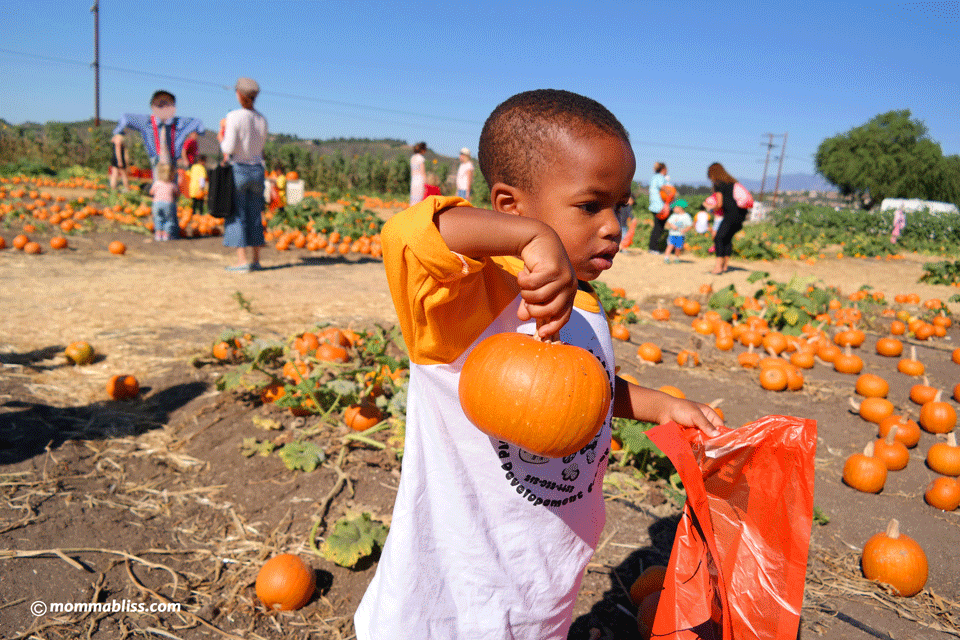 kid with pumpkin