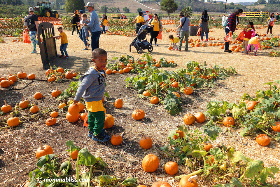 pumpkin patch