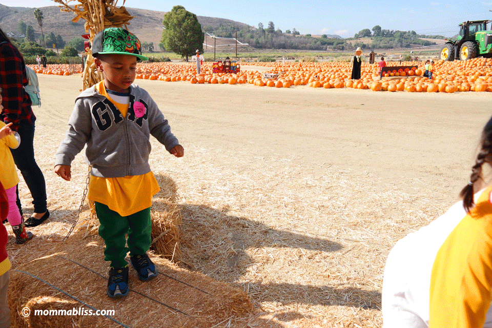 pumpkin patch